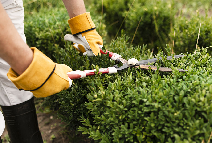 Hedge Trimming & Shaping