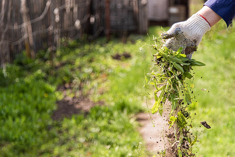 Weed-Control-Services-Ozark-MO