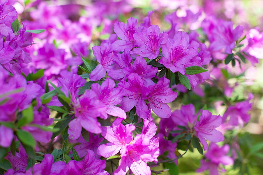 Maintain Flower Beds Nixa Missouri